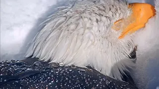 FOBBV🦅Spring Snow Storm❄️Jackie Buried In Snow❄️Shadow's Waterproof Feathers On Display😊2024-03-30