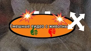 Смешные видео с животными и засмеялся подписался