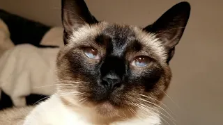 Siamese kitten chilling on Sofa.