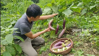 The life of eggplant from planting to harvest, Survival Instinct, Wilderness Alone ( ep173)