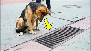 Este Perro Miraba Todos Los Días La Alcantarilla, Cuando La Abrieron !Nadie Podía Creerlo