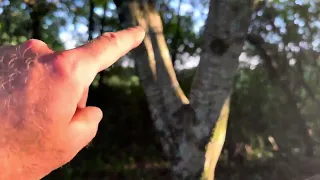 American Hornbeam Tree