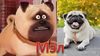 🐶ТАЙНАЯ ЖИЗНЬ ДОМАШНИХ ЖИВОТНЫХ В РЕАЛЬНОЙ ЖИЗНИ🐈 Мультики для детей 2020 и подросткам