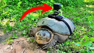 Strapping a GoPro to An ANGRY TURTLE!