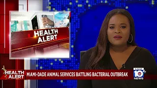 Miami-Dade Animal Services suspending some services after bacterial outbreak