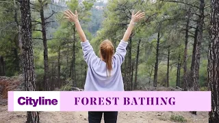 What science tells us about the healing benefits of 'Forest Bathing'