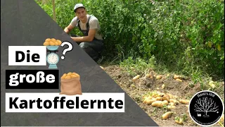 Wie viel kg sind das wohl? Die große Kartoffelernte.