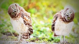 Cute Owls 🦉😂 Cute Owls Doing Things Funny (Part 1) [Funny Pets]