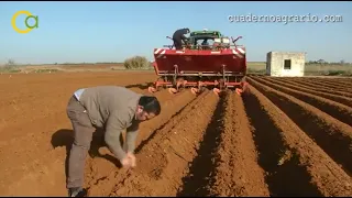 La siembra de patata en Sevilla