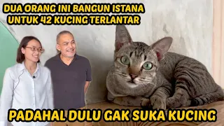 42 KUCING TERLANTAR BERNASIB BAIK, DULU SUSAH SEKARANG NYAMAN