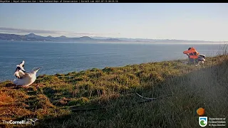 Live Royal Albatross (New Zealand) Weighing - Королевский альбатрос (Новая Зеландия) Взвешивание