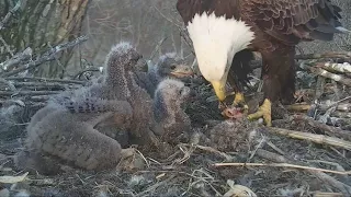 Decorah Eagles Mom With 2 Fish & Excellent Feeding 4/26/18