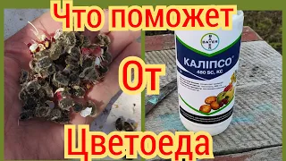 Калипсо от " Алёнки Мохнатой". Помогает или нет???