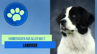 Landseer