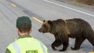 This Hungry Grizzly Showed No Mercy For This Man