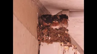 Baby Swallows, Lifeguard Luke Faddy - Lewis Kennedy-Hunt - By Cora Bezemer - Music Wes Hutchinson.