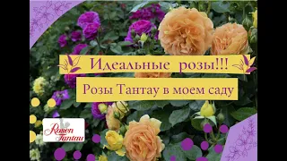 Идеальные розы!!! Розы Тантау в моем саду.