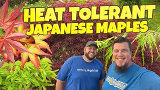 Heat Tolerant Japanese Maples ~ Part 1