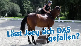 Erster Aufsteigversuch bei Jungpferd Joey - Wer ist der bravere von Beiden?