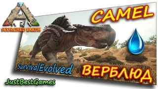 Ark Survival Evolved (Scorched Earth) - КАК ПРИРУЧИТЬ ВЕРБЛЮДА (MORELLATOPS) #2