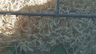 озимая пшеница Подолянка в условиях Донбасса 2020