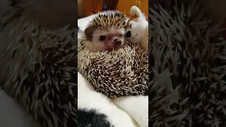 Carlos_20231204_1 🦔