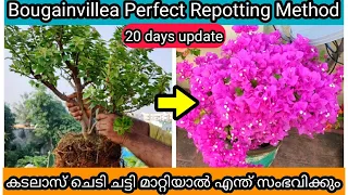 7 Tips to Repot Bougainvillea Without Leaf Shed | ഇല കൊഴിയാതെ ബൊഗൈൻവില്ല റീപോട്ട് ചെയ്യുവാൻ 7 ടിപ്സ്