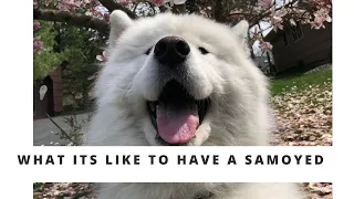 What its like to have a SAMOYED!