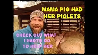 Assisting Mama Pig In Labor! Cute Piglets & Their Not So Easy Birth.