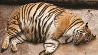 Тигрица не могла разродиться, но то что сделал этот ветеринар немыслимо, верится с трудом