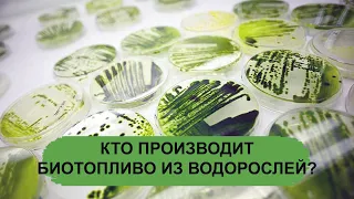 КТО ПРОИЗВОДИТ БИОТОПЛИВО ИЗ ВОДОРОСЛЕЙ?