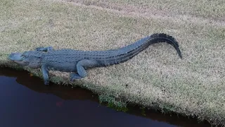 Alligators don't give a shit about drones