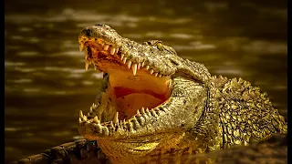 10 Scariest Recent Crocodile Attacks! OMG😱😱