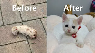 Raising abandoned cat for 2 months