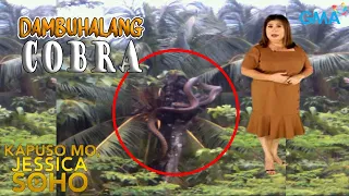 Kapuso Mo, Jessica Soho: DAMBUHALANG COBRA, SINLAKI NG PUNO NG BUKO! | kmjs | kmjs latest episode