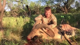 traditional archery aoudad sheep bowhunt with a Hoyt satori Recurve