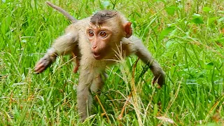 Poor baby monkey Rojo, after rain, he seems cold and very hungry | Monkey Rojo