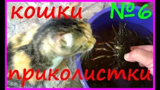 КОШКИ ПРИКОЛИСТКИ Смешные кошки обхохочешься Прикольные кошки Video YouTube Funny Cats Video