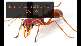 Semi Claustral Queen Care & Setup w/ rare species | Outback Ants