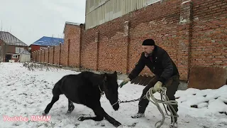 Доверие и воспитание Карачаевского жеребенка. Часть 2