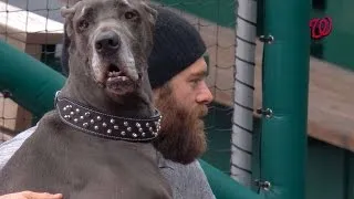 Werth brings his big dog to the ballpark