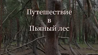 Путешествие в пьяный лес или танцующий лес - Шиловский район. Рязанская область.
