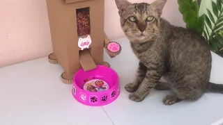 Make a cat feeder from cardboard at home.