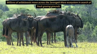 Facts About Wildebeests In The Wild.  #wildebeests #wildebeest  #factsaboutanimals #amazingfacts