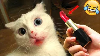 Best Funny Dog & Cat Video 😹🐶 Cute  Animal 2024 😍😆 Part 5