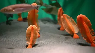 Ptilosarcus gurneyi, the orange sea pen or fleshy sea pen