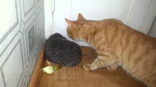 Кот кусает ёжика (Cat biting hedgehog )