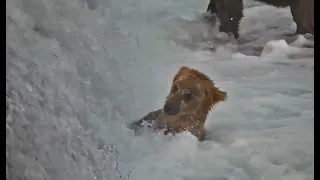 An eventful day of 164 Bucky. Brooks falls brown bears. Katmai national park. June 30, 2022.