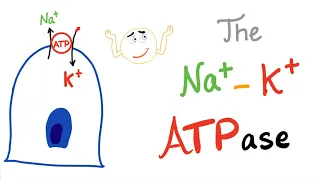 The Sodium-Potassium (Na+/K+) ATPase Pump | Active Transport