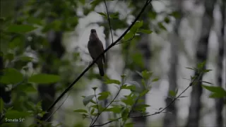 Жанна Бичевская - Пел соловей